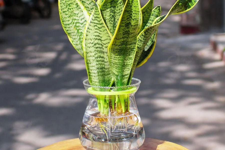 Cách trồng cây lưỡi hổ trong nhà với phương pháp thủy sinh