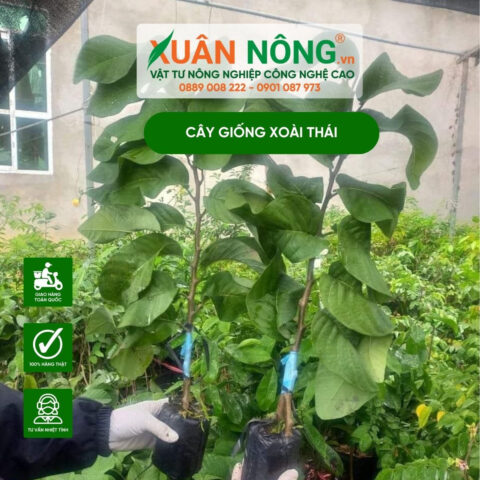 Cách Trồng Cây Na Thái: Kỹ Thuật Chi Tiết Từ Giống Đến Thu Hoạch