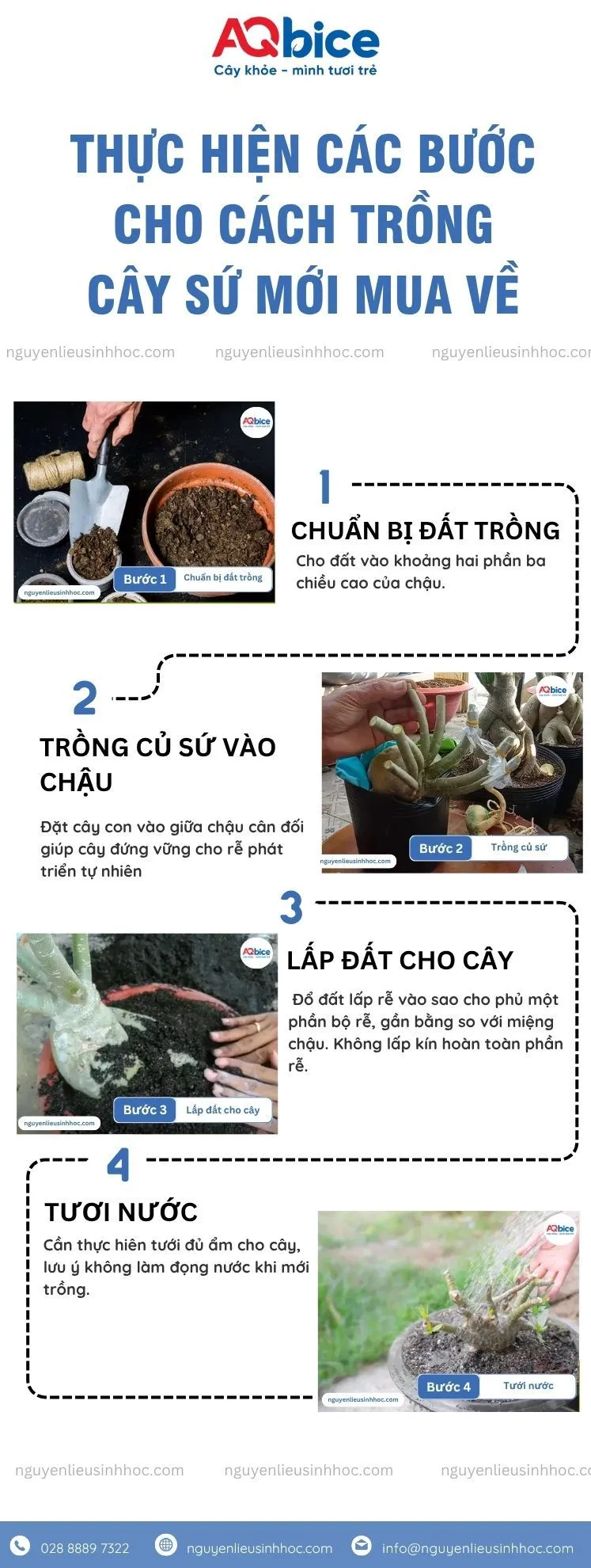 Các bước trồng cây sứ mới mua về vào chậu giúp cây nhanh hồi phục và nở hoa