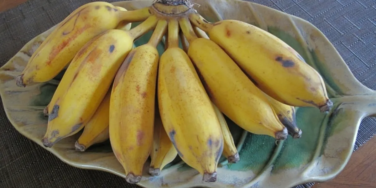 Trồng chuối mốc trong điều kiện và thời điểm lý tưởng giúp cây phát triển tốt