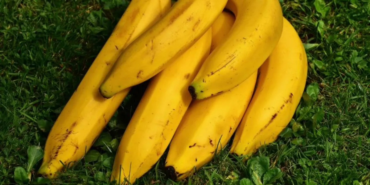 Chăm sóc chuối mốc theo từng giai đoạn phát triển