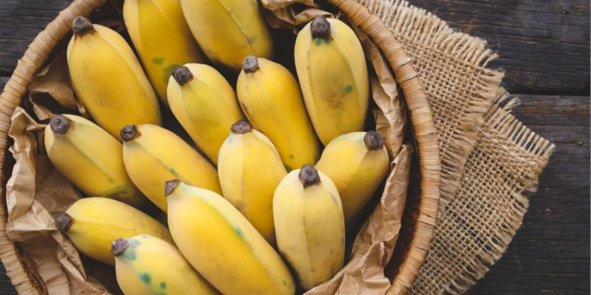 Trồng chuối mốc bao lâu thì thu hoạch phụ thuộc vào chu kỳ phát triển của cây