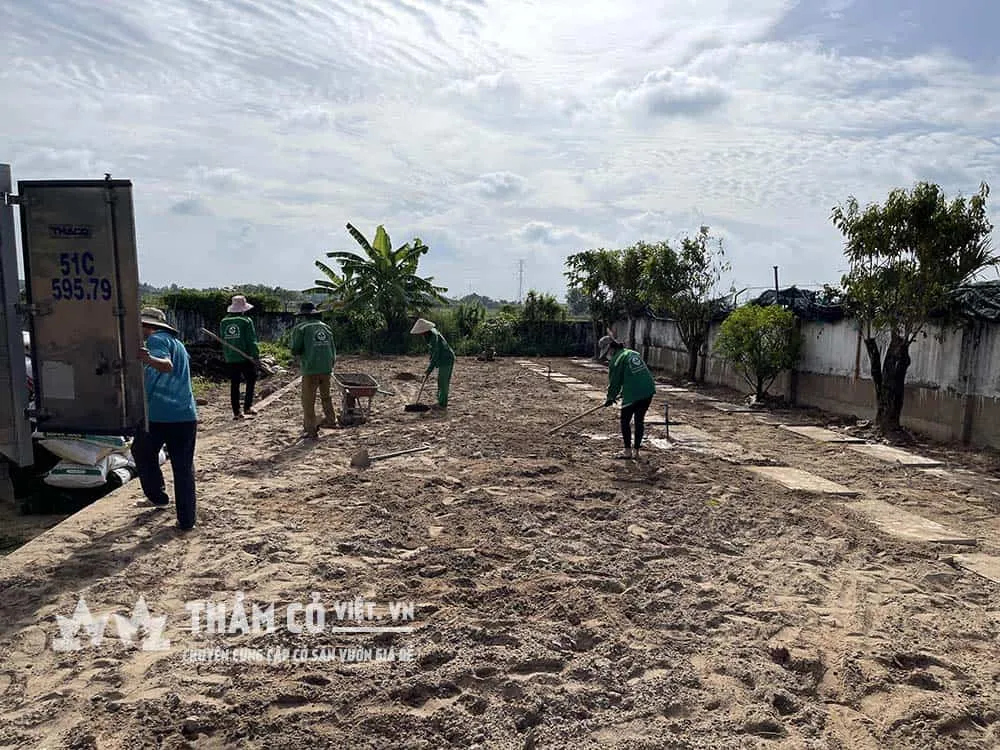 Cỏ Paspalum thích hợp trồng trên đất pha cát hoặc trồng hoàn toàn trên cát san lấp