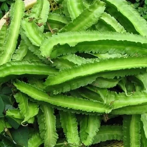 Quả đậu rồng tươi xanh trồng tại nhà