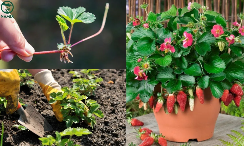Kỹ thuật trồng dâu tây bằng cây con