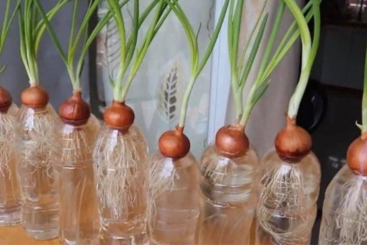 Cách Trồng Hành Khô Tại Nhà Bằng Chai Nhựa Tái Chế Tiết Kiệm
