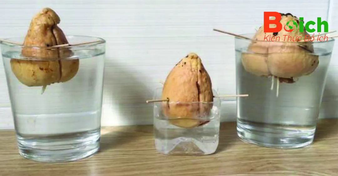 Kỹ thuật đặt hạt bơ đã nảy mầm vào chậu đất để tiếp tục trồng