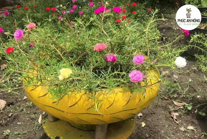 Cách trồng hoa mười giờ trong lốp xe cũ đẹp sáng tạo