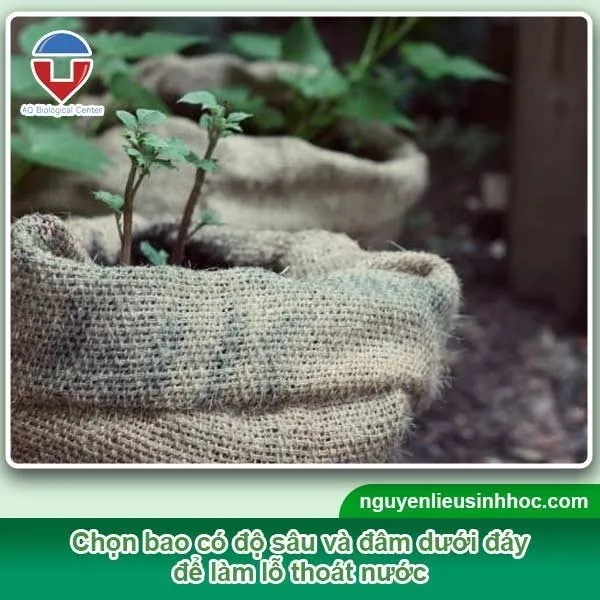 Trồng khoai lang trong bao tải là giải pháp tiện lợi cho không gian nhỏ