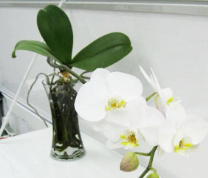 Hướng dẫn cách tưới nước và bổ sung dinh dưỡng cho lan hồ điệp thủy canh