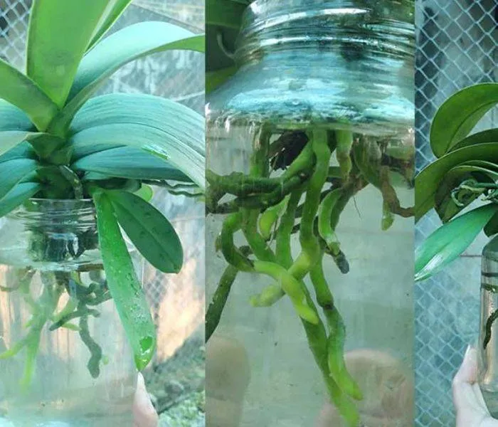 Kỹ thuật kích thích lan hồ điệp thủy canh ra hoa đúng vụ