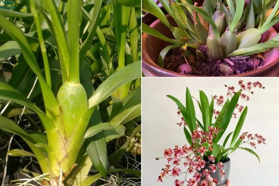 Kỹ thuật nhân giống và trồng lại cây Lan Vũ Nữ từ giả hành