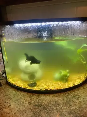 Hồ cá thủy sinh nhỏ với cây xanh và hệ thống đèn chiếu sáng chuyên nghiệp