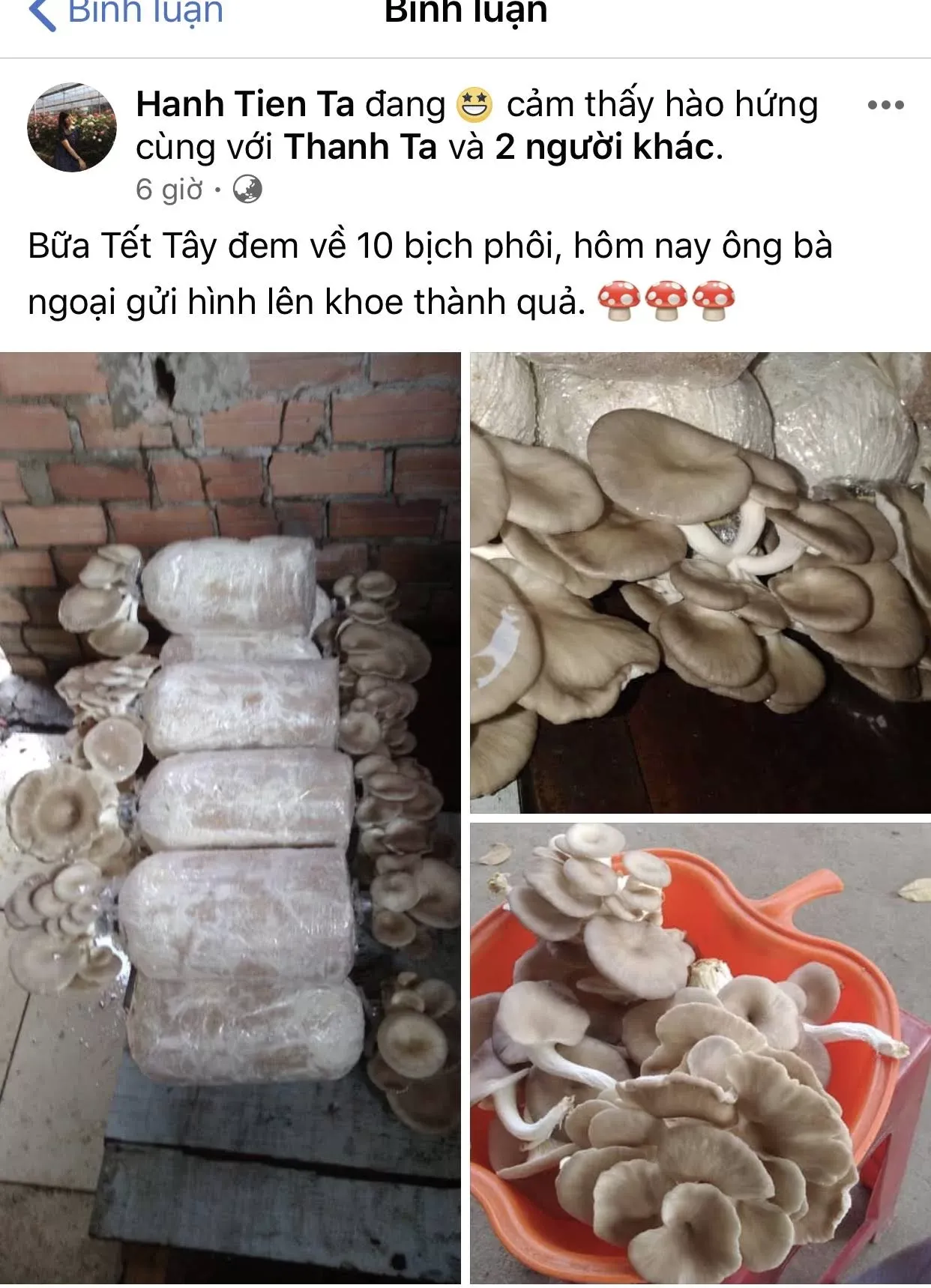 Sản phẩm nấm bào ngư xám sạch được thu hoạch từ việc trồng nấm tại nhà, đảm bảo chất lượng dinh dưỡng