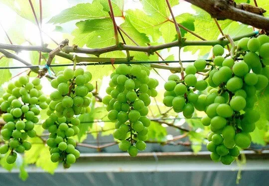 Giàn nho che mát trên sân thượng thành phố, một mô hình trồng nho trên sân thượng lý tưởng.