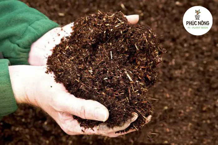 Trồng rau bằng đất hữu cơ giúp bảo vệ môi trường