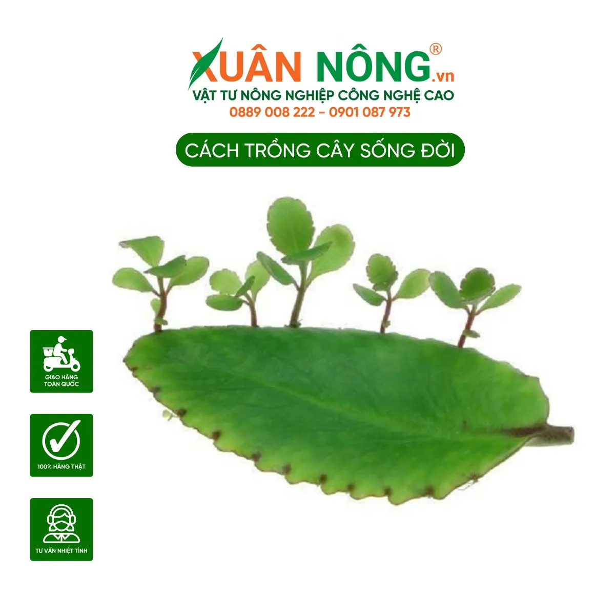 Giâm cây Sống Đời bằng lá, một phương pháp nhân giống đơn giản