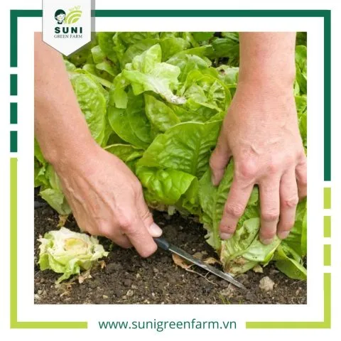 Cây xà lách romaine và butterhead đang phát triển mạnh mẽ dưới ánh sáng nhẹ, minh họa khả năng chịu nhiệt của chúng