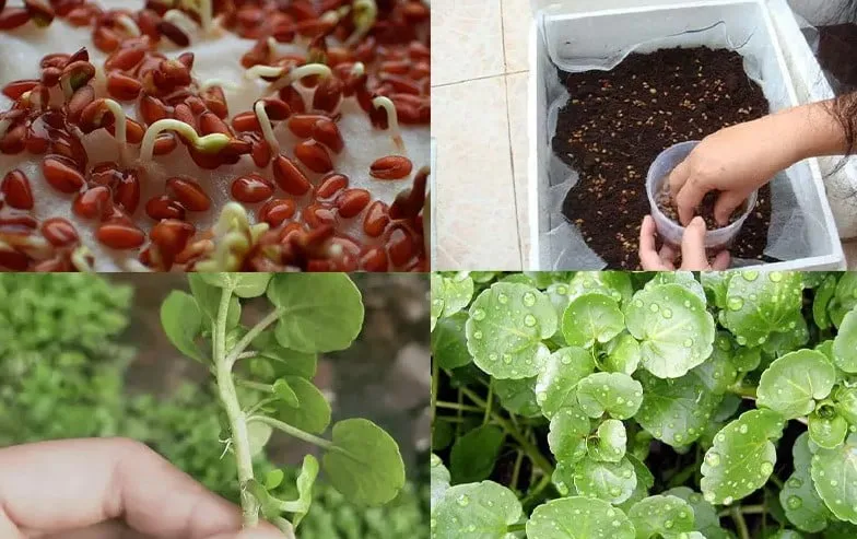 Mô hình trồng xà lách xoong trong thùng xốp cho năng suất cao