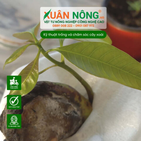 Kỹ Thuật Trồng Gấc Trong Chậu Tại Nhà Đạt Năng Suất Cao