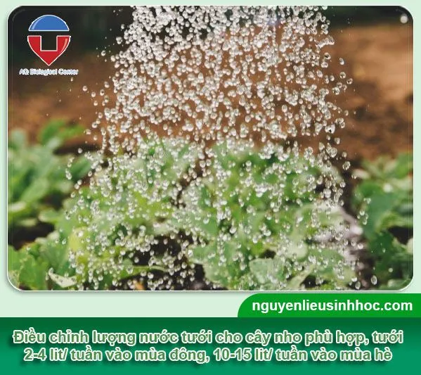 Cân bằng lượng nước tưới cho cây nho theo mùa vụ quyết định đến chất lượng quả