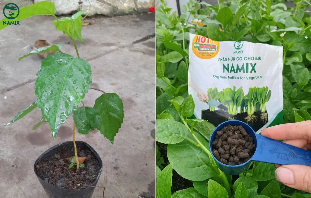 Chiến lược tưới nước và bón phân cho cây trồng lá cách giúp cây tươi tốt