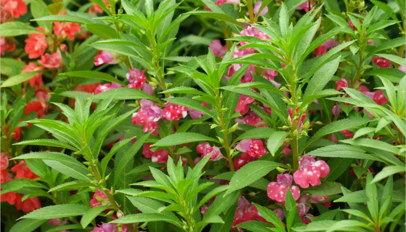 Hướng dẫn tưới nước và điều kiện ánh sáng cho hoa móng tay