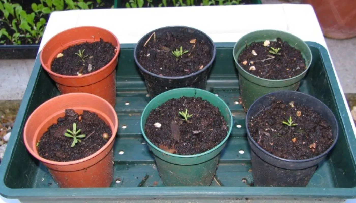 Hình ảnh quá trình ủ hạt hoa sao nhái trong môi trường ẩm