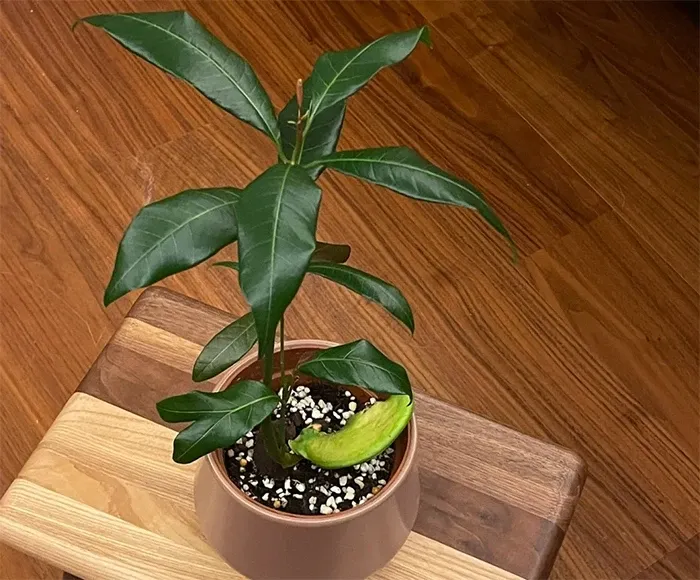 Cây xoài sau khi nảy mầm và trồng trong đất. (Ảnh Toutitao)