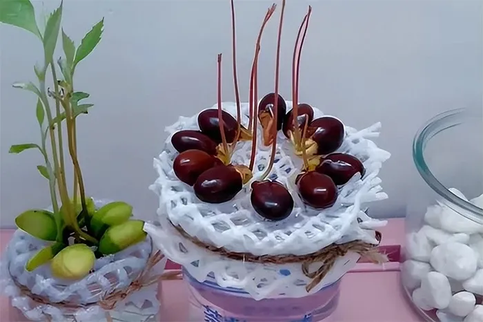 Muốn cây vải non có lá màu hồng, cần hạn chế ánh nắng. (Ảnh: Toutitao)