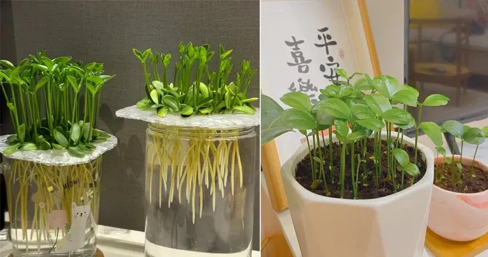 Bưởi sau khi nảy mầm. (Ảnh: Toutitao)