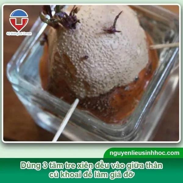 Kỹ thuật giâm mầm khoai lang trong nước đúng cách