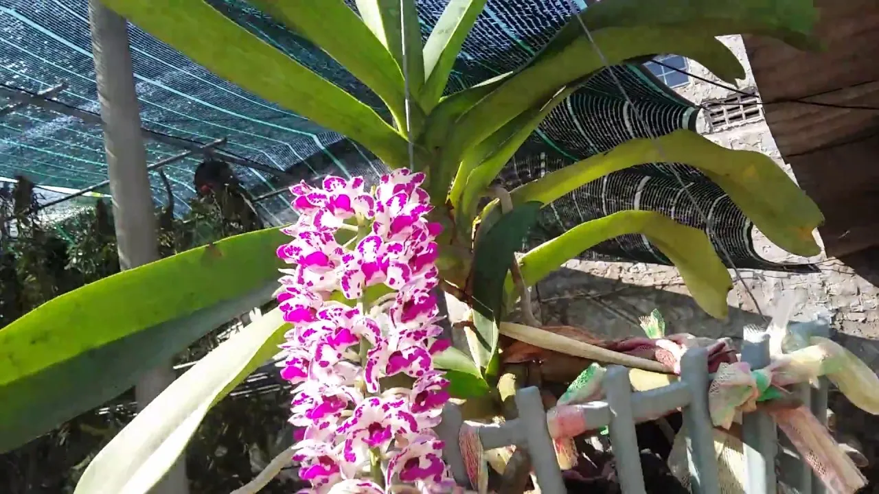 Quy trình ương trồng và chăm sóc Đai Châu