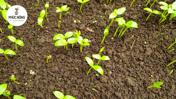 Kỹ thuật Ươm và gieo hạt bằng đất hữu cơ