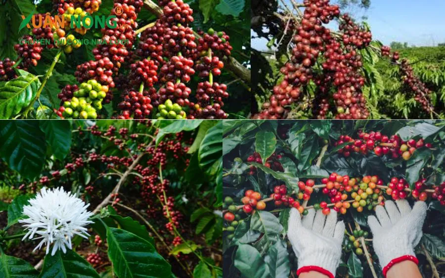 Ưu điểm của giống cà phê dây là kháng sâu bệnh, chịu hạn tốt và có chiều cao trung bình