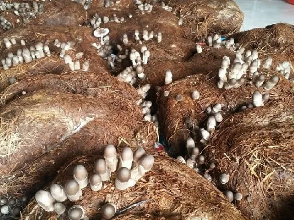 Tác Dụng Tiệt Trùng Của Vôi Bột Trong Phương Pháp Trồng Nấm Rơm Không Cần Meo