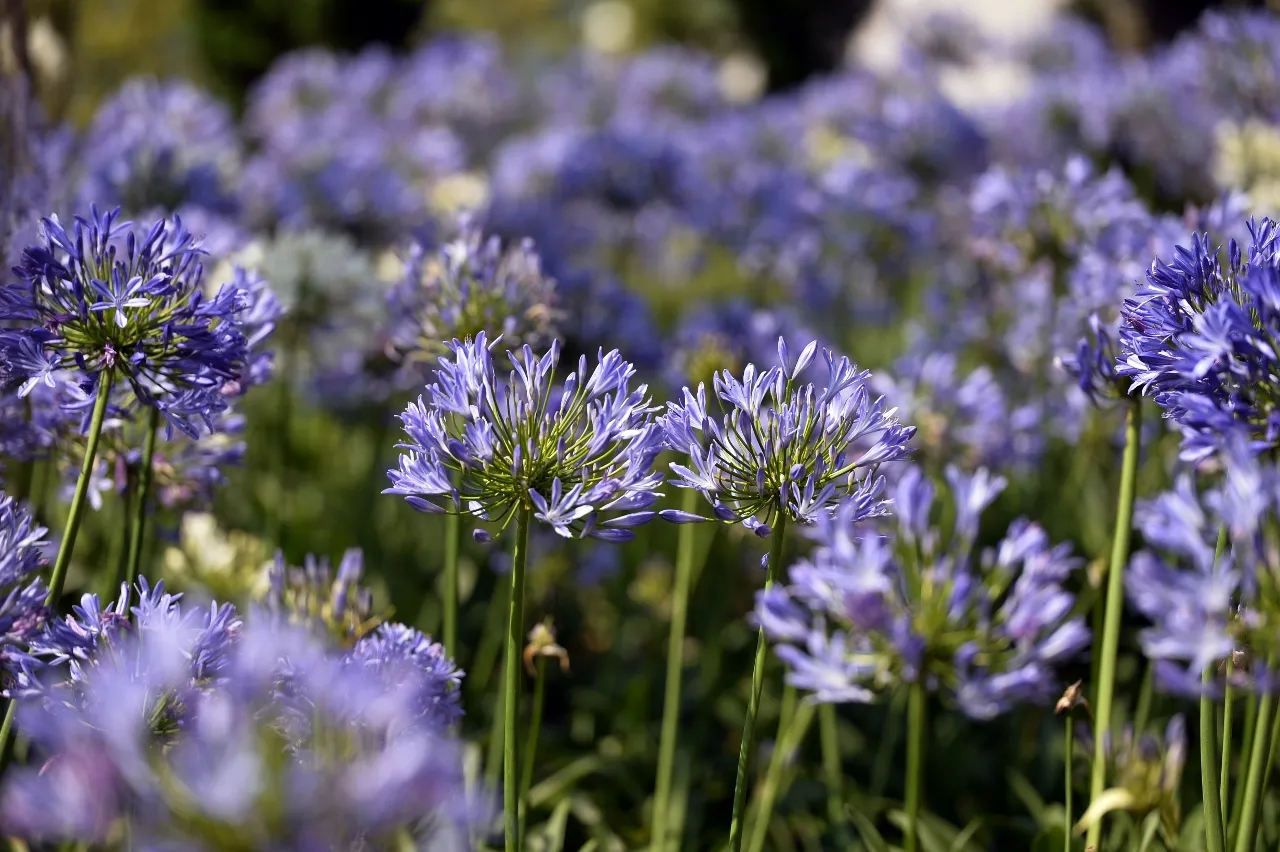 Chuyên gia Vũ Garden hướng dẫn cách trồng hoa Arapang và chăm sóc cây cảnh