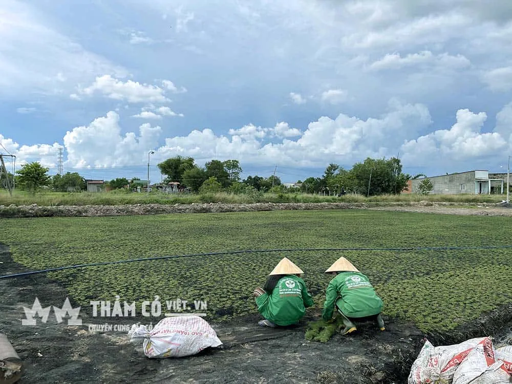 Thảm Cỏ Việt là đơn vị sản xuất số lượng lớn nhất giống cỏ Paspalum uy tín, chất lượng nhất hiện nay