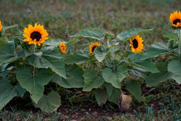 Cách Trồng Hướng Dương Trong Chậu Chi Tiết Cho Người Mới Bắt Đầu