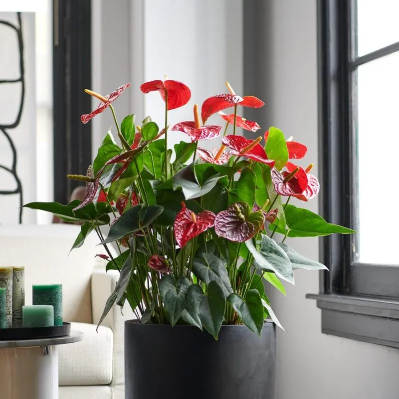 Cận cảnh bông hoa Hồng môn màu đỏ rực rỡ và lá xanh bóng