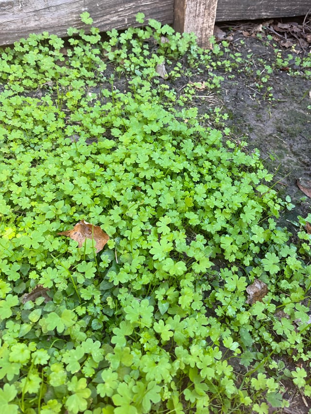 Cách Trồng Và Chăm Sóc Lan Rừng Toàn Diện Cho Người Mới Bắt Đầu