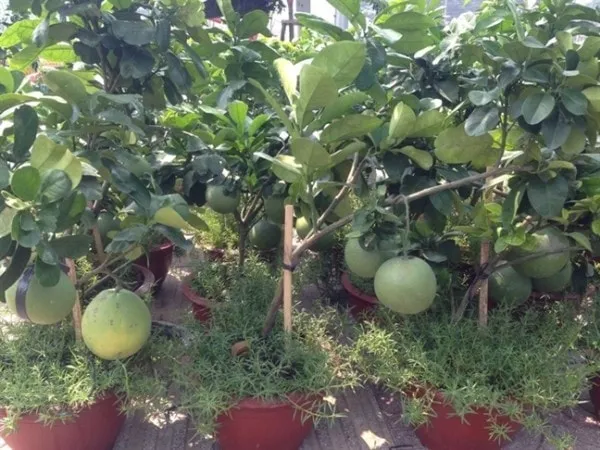 Một cây bưởi trồng chậu với nhiều trái đã bắt đầu ngả vàng, sẵn sàng cho mùa Tết