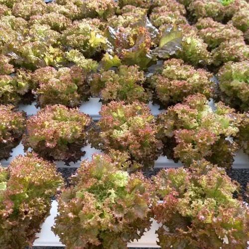 Trồng xà lách thủy canh trong hệ thống NFT an toàn và hiệu quả