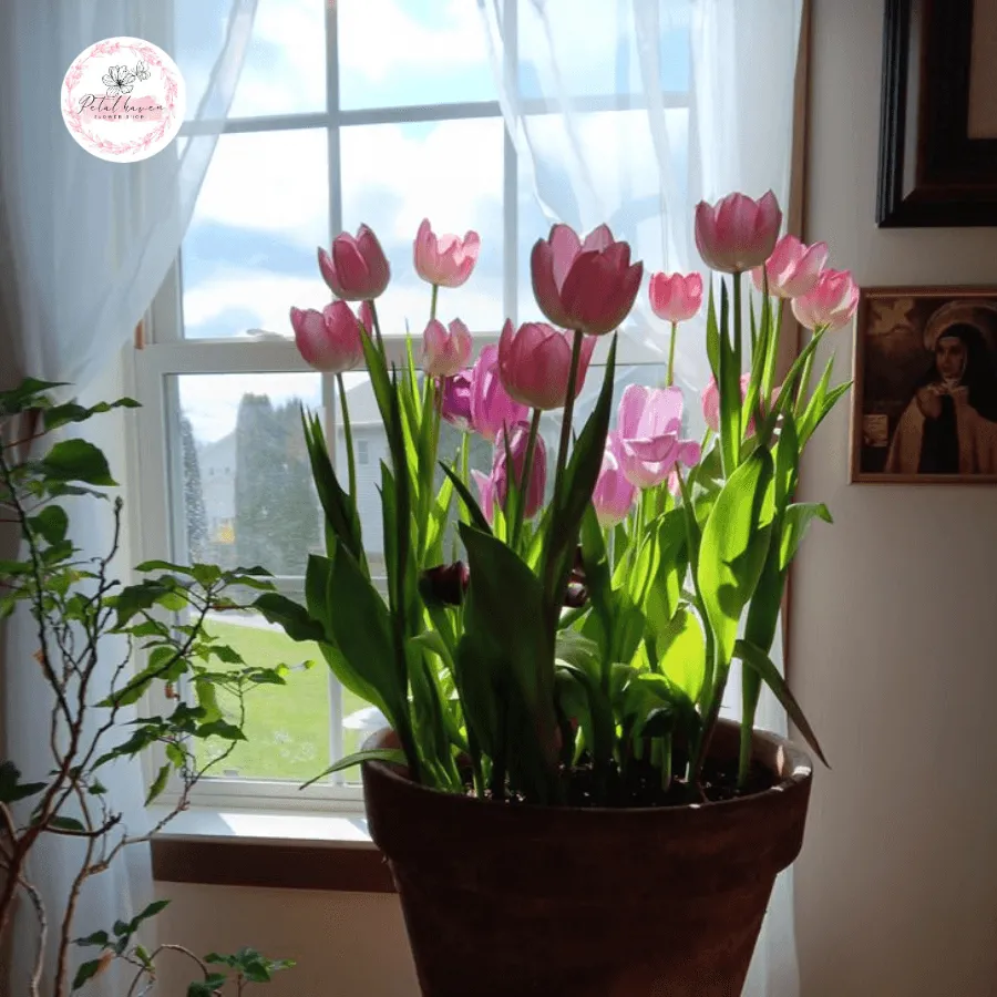 Cách Trồng Giàn Hoa Giấy: Hướng Dẫn Kỹ Thuật Chi Tiết Từ Vũ Garden