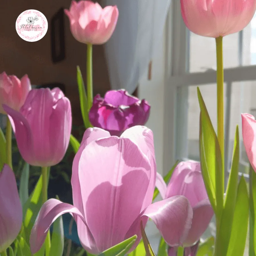 Cận cảnh củ hoa tulip khỏe mạnh, tươi tốt sẵn sàng cho việc trồng lại