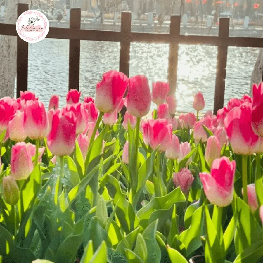 Quy trình thu hoạch và xử lý củ hoa tulip sau khi hoa tàn