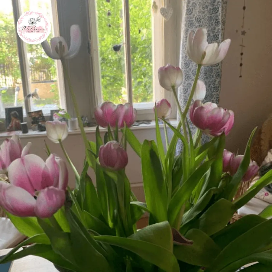 Kỹ thuật trồng củ hoa tulip vào đất đúng cách