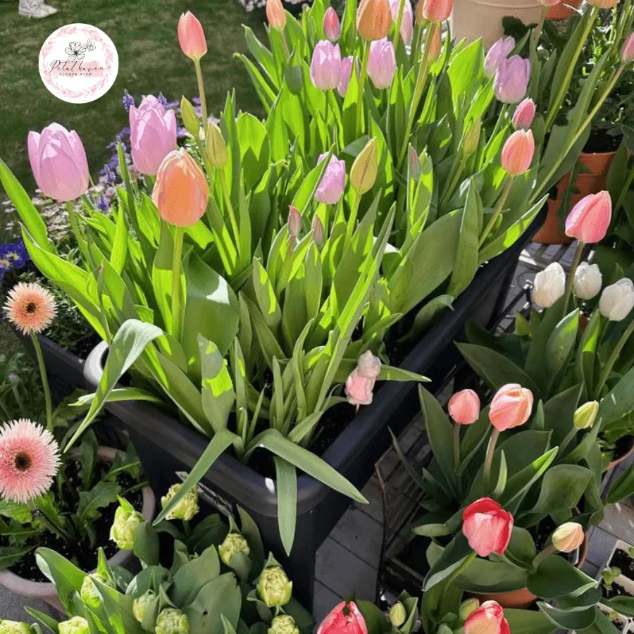 Kiểm tra củ tulip trước khi trồng để loại bỏ củ bị hỏng