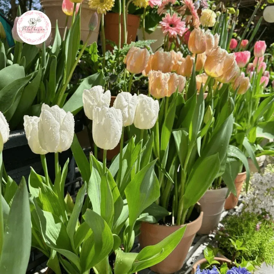 Sắc hoa tulip rực rỡ, thành quả của quá trình trồng lại củ thành công