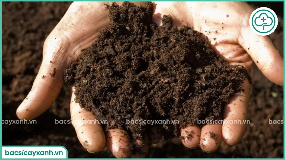 Hỗn hợp giá thể trồng dâu tây tơi xốp và giàu dinh dưỡng